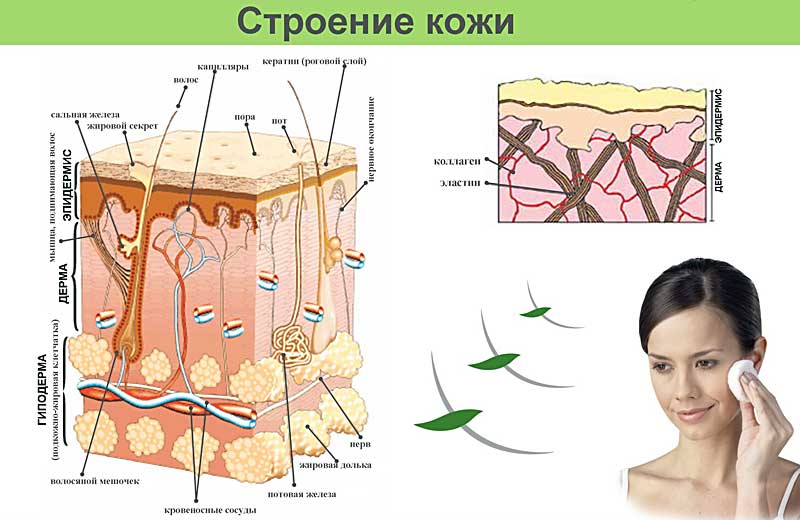 дерматологические заболевания кожи