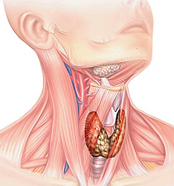 исследование щитовидки